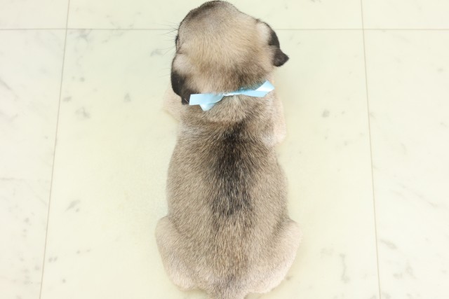 福岡県のパグ (Coo&RIKU福岡東店/2026年6月17日生まれ/男の子/フォーン)の子犬の4枚目の画像