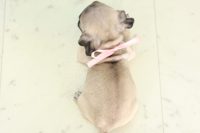 福岡県のパグ (Coo&RIKU大牟田店/2026年6月17日生まれ/女の子/フォーン)の子犬の4枚目の画像