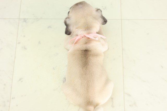 沖縄県のパグ (Coo&RIKUイーアス沖縄豊崎店/2026年6月17日生まれ/女の子/フォーン)の子犬の4枚目の画像