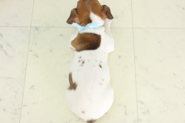 福岡県のジャックラッセルテリア (Coo&RIKU福岡東店/2026年6月16日生まれ/男の子/タンホワイト)の子犬の4枚目の画像