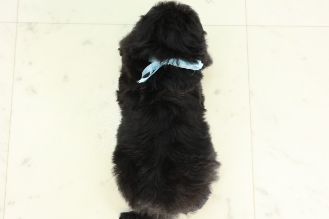 福岡県のトイプードル(トイ) (Coo&RIKU福岡古賀店/2026年6月13日生まれ/男の子/シルバー)の子犬の4枚目の画像