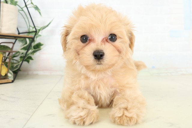 鹿児島県のハーフ犬・ミックス犬 (Coo&RIKU鹿児島店/2026年6月12日生まれ/男の子/クリーム)の子犬の1枚目の画像