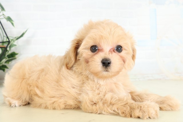 鹿児島県のハーフ犬・ミックス犬 (Coo&RIKU鹿児島店/2026年6月12日生まれ/男の子/クリーム)の子犬の2枚目の画像