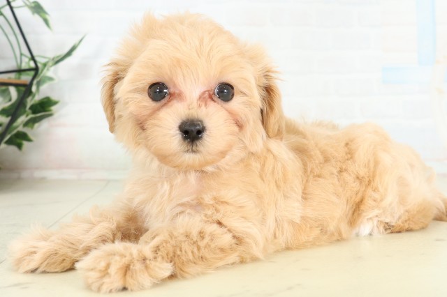 鹿児島県のハーフ犬・ミックス犬 (Coo&RIKU鹿児島店/2026年6月12日生まれ/男の子/クリーム)の子犬の3枚目の画像
