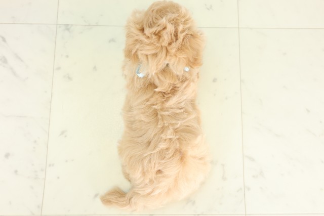 鹿児島県のハーフ犬・ミックス犬 (Coo&RIKU鹿児島店/2026年6月12日生まれ/男の子/クリーム)の子犬の4枚目の画像