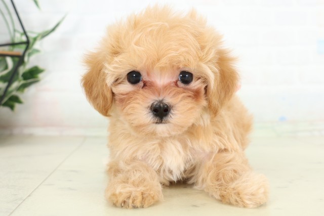 福岡県のハーフ犬・ミックス犬 (Coo&RIKU小倉店/2026年6月12日生まれ/女の子/アプリコット)の子犬の1枚目の画像