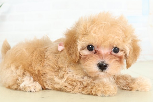 福岡県のハーフ犬・ミックス犬 (Coo&RIKU小倉店/2026年6月12日生まれ/女の子/アプリコット)の子犬の2枚目の画像
