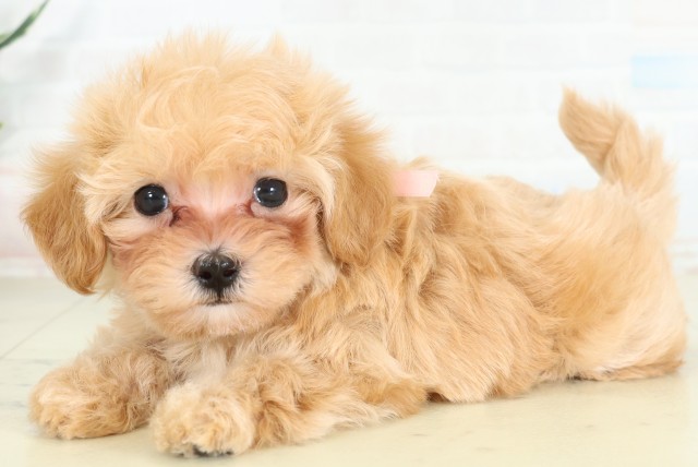福岡県のハーフ犬・ミックス犬 (Coo&RIKU小倉店/2026年6月12日生まれ/女の子/アプリコット)の子犬の3枚目の画像