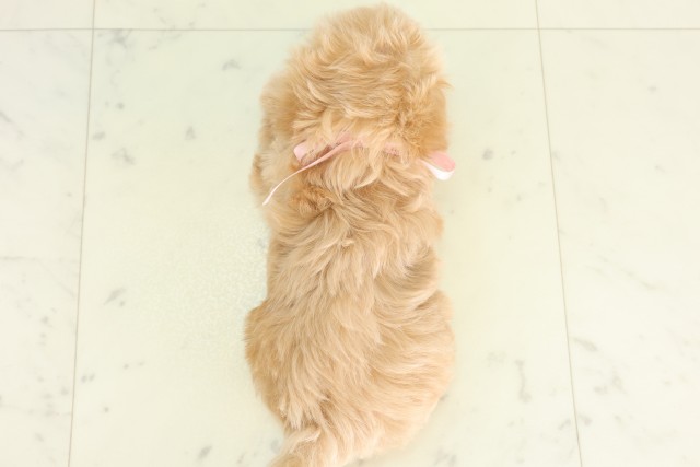 福岡県のハーフ犬・ミックス犬 (Coo&RIKU小倉店/2026年6月12日生まれ/女の子/アプリコット)の子犬の4枚目の画像