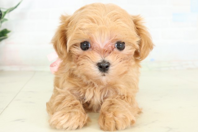 福岡県のハーフ犬・ミックス犬 (Coo&RIKUゆめタウン飯塚店/2026年6月12日生まれ/女の子/アプリコット)の子犬の1枚目の画像