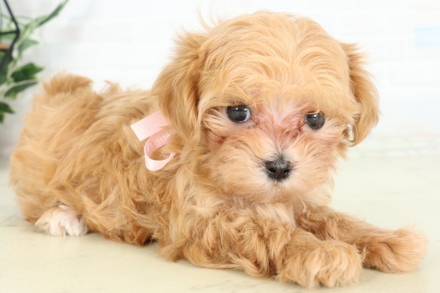 福岡県のハーフ犬・ミックス犬 (Coo&RIKUゆめタウン飯塚店/2026年6月12日生まれ/女の子/アプリコット)の子犬の2枚目の画像
