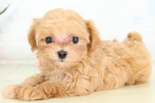 福岡県のハーフ犬・ミックス犬 (Coo&RIKUゆめタウン飯塚店/2026年6月12日生まれ/女の子/アプリコット)の子犬の3枚目の画像