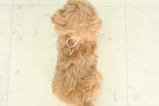 福岡県のハーフ犬・ミックス犬 (Coo&RIKUゆめタウン飯塚店/2026年6月12日生まれ/女の子/アプリコット)の子犬の4枚目の画像