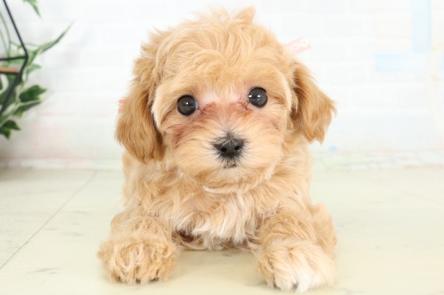 鹿児島県のハーフ犬・ミックス犬 (Coo&RIKU霧島店/2026年6月12日生まれ/女の子/アプリコット)の子犬の1枚目の画像