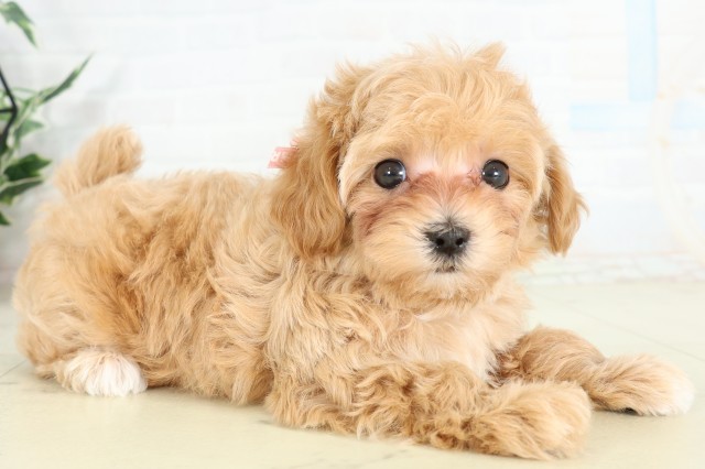 鹿児島県のハーフ犬・ミックス犬 (Coo&RIKU霧島店/2026年6月12日生まれ/女の子/アプリコット)の子犬の2枚目の画像