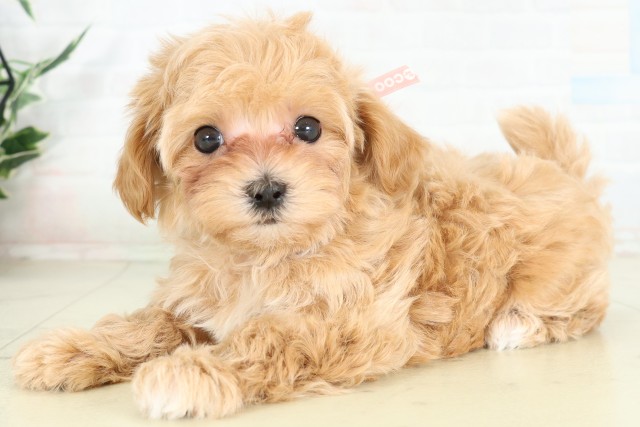 鹿児島県のハーフ犬・ミックス犬 (Coo&RIKU霧島店/2026年6月12日生まれ/女の子/アプリコット)の子犬の3枚目の画像
