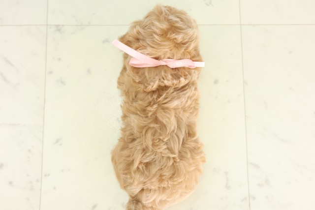鹿児島県のハーフ犬・ミックス犬 (Coo&RIKU霧島店/2026年6月12日生まれ/女の子/アプリコット)の子犬の4枚目の画像
