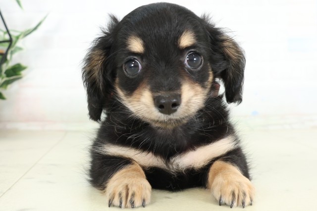 沖縄県のハーフ犬・ミックス犬 (Coo&RIKUイオン北谷店/2026年6月14日生まれ/女の子/ブラックタン)の子犬の1枚目の画像