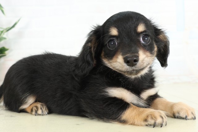 沖縄県のハーフ犬・ミックス犬 (Coo&RIKUイオン北谷店/2026年6月14日生まれ/女の子/ブラックタン)の子犬の2枚目の画像