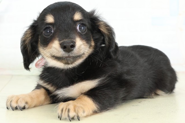 沖縄県のハーフ犬・ミックス犬 (Coo&RIKUイオン北谷店/2026年6月14日生まれ/女の子/ブラックタン)の子犬の3枚目の画像