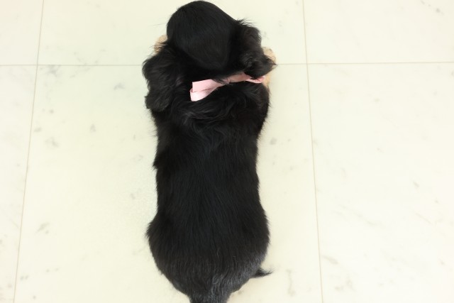 沖縄県のハーフ犬・ミックス犬 (Coo&RIKUイオン北谷店/2026年6月14日生まれ/女の子/ブラックタン)の子犬の4枚目の画像