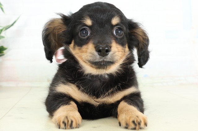 福岡県のハーフ犬・ミックス犬 (Coo&RIKU福岡西店/2026年6月14日生まれ/女の子/ブラックタン)の子犬の1枚目の画像