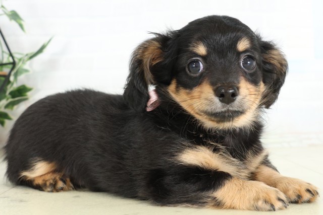 福岡県のハーフ犬・ミックス犬 (Coo&RIKU福岡西店/2026年6月14日生まれ/女の子/ブラックタン)の子犬の2枚目の画像