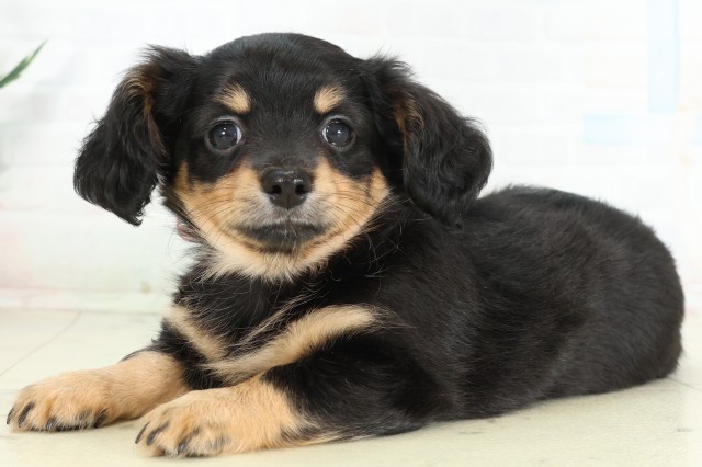 福岡県のハーフ犬・ミックス犬 (Coo&RIKU福岡西店/2026年6月14日生まれ/女の子/ブラックタン)の子犬の3枚目の画像