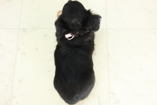 福岡県のハーフ犬・ミックス犬 (Coo&RIKU福岡西店/2026年6月14日生まれ/女の子/ブラックタン)の子犬の4枚目の画像
