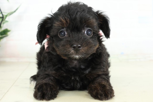 佐賀県のハーフ犬・ミックス犬 (Coo&RIKU佐賀神埼店/2026年6月16日生まれ/女の子/ブラック)の子犬の1枚目の画像