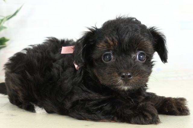 佐賀県のハーフ犬・ミックス犬 (Coo&RIKU佐賀神埼店/2026年6月16日生まれ/女の子/ブラック)の子犬の2枚目の画像