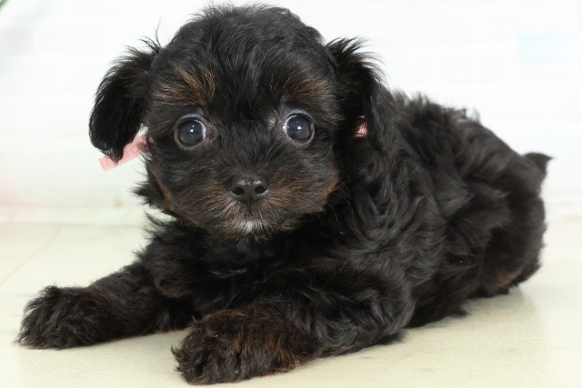 佐賀県のハーフ犬・ミックス犬 (Coo&RIKU佐賀神埼店/2026年6月16日生まれ/女の子/ブラック)の子犬の3枚目の画像
