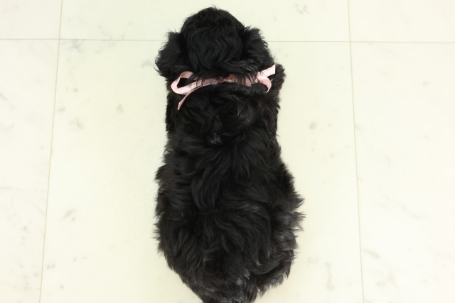 佐賀県のハーフ犬・ミックス犬 (Coo&RIKU佐賀神埼店/2026年6月16日生まれ/女の子/ブラック)の子犬の4枚目の画像