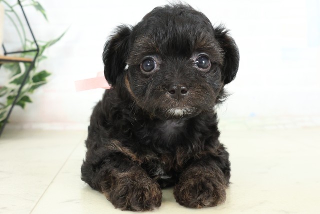 沖縄県のハーフ犬・ミックス犬 (Coo&RIKUイオン北谷店/2026年6月16日生まれ/女の子/ブラック)の子犬の1枚目の画像