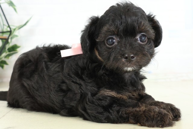 沖縄県のハーフ犬・ミックス犬 (Coo&RIKUイオン北谷店/2026年6月16日生まれ/女の子/ブラック)の子犬の2枚目の画像