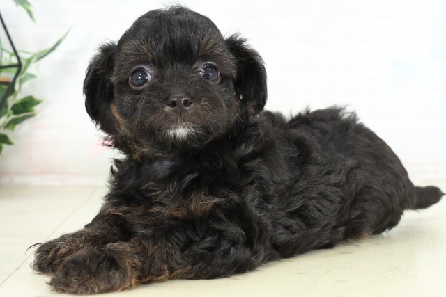 沖縄県のハーフ犬・ミックス犬 (Coo&RIKUイオン北谷店/2026年6月16日生まれ/女の子/ブラック)の子犬の3枚目の画像