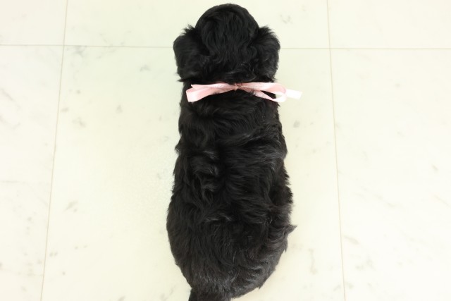 沖縄県のハーフ犬・ミックス犬 (Coo&RIKUイオン北谷店/2026年6月16日生まれ/女の子/ブラック)の子犬の4枚目の画像