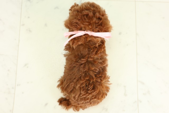 佐賀県のトイプードル(トイ) (Coo&RIKU佐賀神埼店/2026年6月14日生まれ/女の子/レッド)の子犬の4枚目の画像