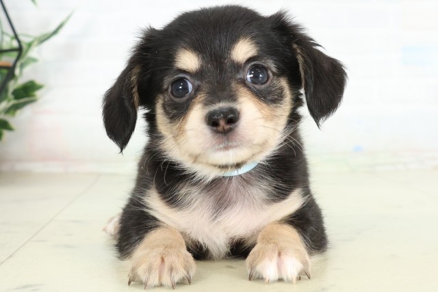 大分県のハーフ犬・ミックス犬 (Coo&RIKU大分店/2026年6月15日生まれ/男の子/ブラックタン)の子犬の1枚目の画像