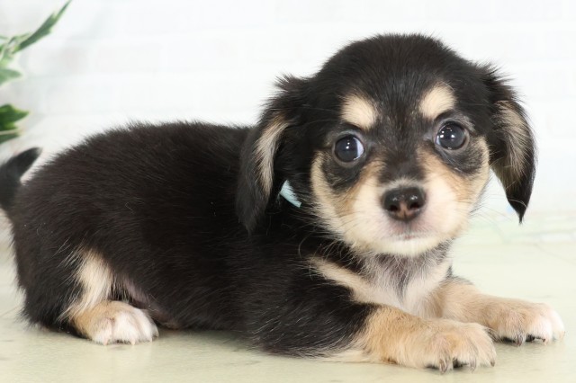 大分県のハーフ犬・ミックス犬 (Coo&RIKU大分店/2026年6月15日生まれ/男の子/ブラックタン)の子犬の2枚目の画像