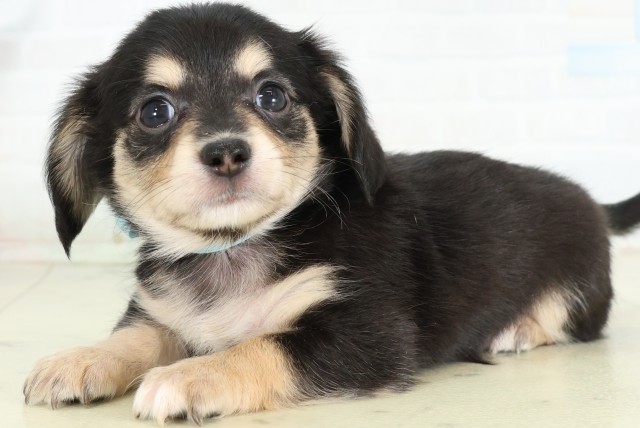大分県のハーフ犬・ミックス犬 (Coo&RIKU大分店/2026年6月15日生まれ/男の子/ブラックタン)の子犬の3枚目の画像