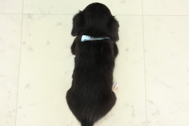 大分県のハーフ犬・ミックス犬 (Coo&RIKU大分店/2026年6月15日生まれ/男の子/ブラックタン)の子犬の4枚目の画像