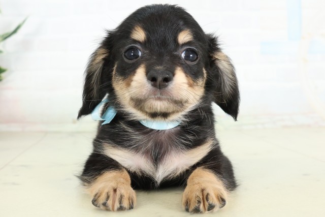 佐賀県のハーフ犬・ミックス犬 (Coo&RIKU佐賀神埼店/2026年6月15日生まれ/男の子/ブラックタン)の子犬の1枚目の画像