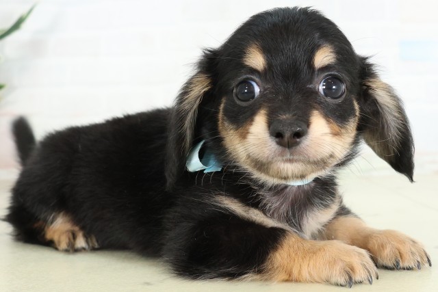 佐賀県のハーフ犬・ミックス犬 (Coo&RIKU佐賀神埼店/2026年6月15日生まれ/男の子/ブラックタン)の子犬の2枚目の画像