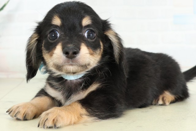 佐賀県のハーフ犬・ミックス犬 (Coo&RIKU佐賀神埼店/2026年6月15日生まれ/男の子/ブラックタン)の子犬の3枚目の画像