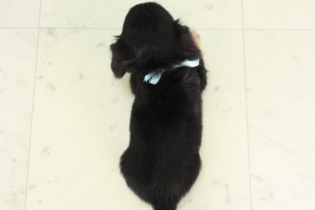 佐賀県のハーフ犬・ミックス犬 (Coo&RIKU佐賀神埼店/2026年6月15日生まれ/男の子/ブラックタン)の子犬の4枚目の画像