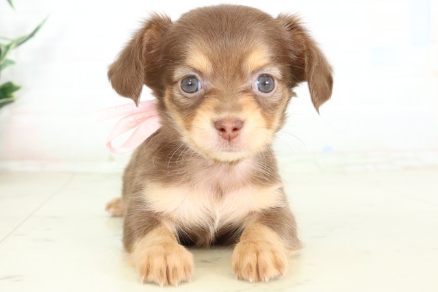 福岡県のハーフ犬・ミックス犬 (Coo&RIKU福岡西店/2026年6月15日生まれ/女の子/チョコレートタン)の子犬の1枚目の画像