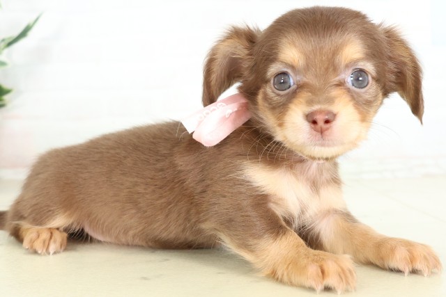 福岡県のハーフ犬・ミックス犬 (Coo&RIKU福岡西店/2026年6月15日生まれ/女の子/チョコレートタン)の子犬の2枚目の画像