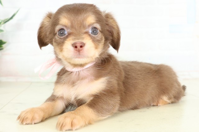 福岡県のハーフ犬・ミックス犬 (Coo&RIKU福岡西店/2026年6月15日生まれ/女の子/チョコレートタン)の子犬の3枚目の画像