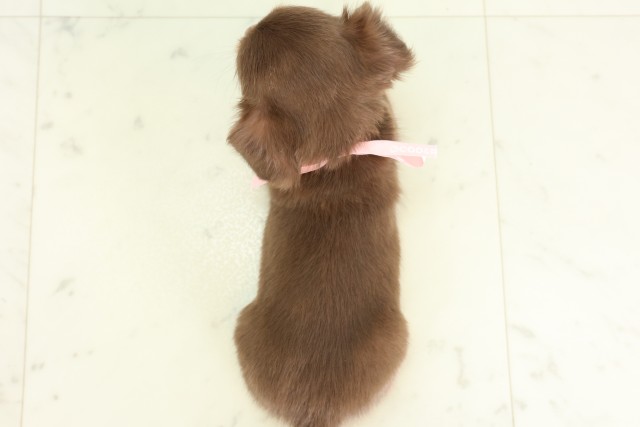 福岡県のハーフ犬・ミックス犬 (Coo&RIKU福岡西店/2026年6月15日生まれ/女の子/チョコレートタン)の子犬の4枚目の画像